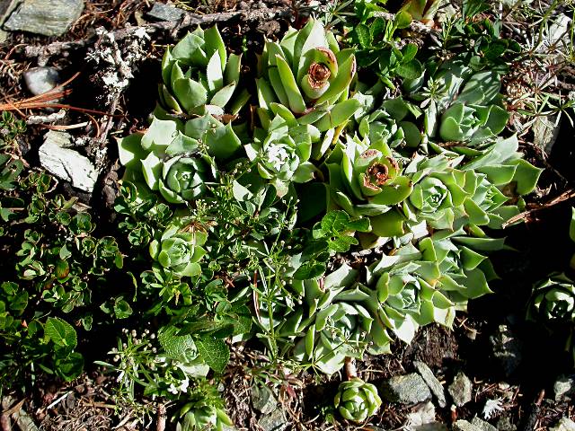 Sempervivum wulfenii / Semprevivo di Wulfen